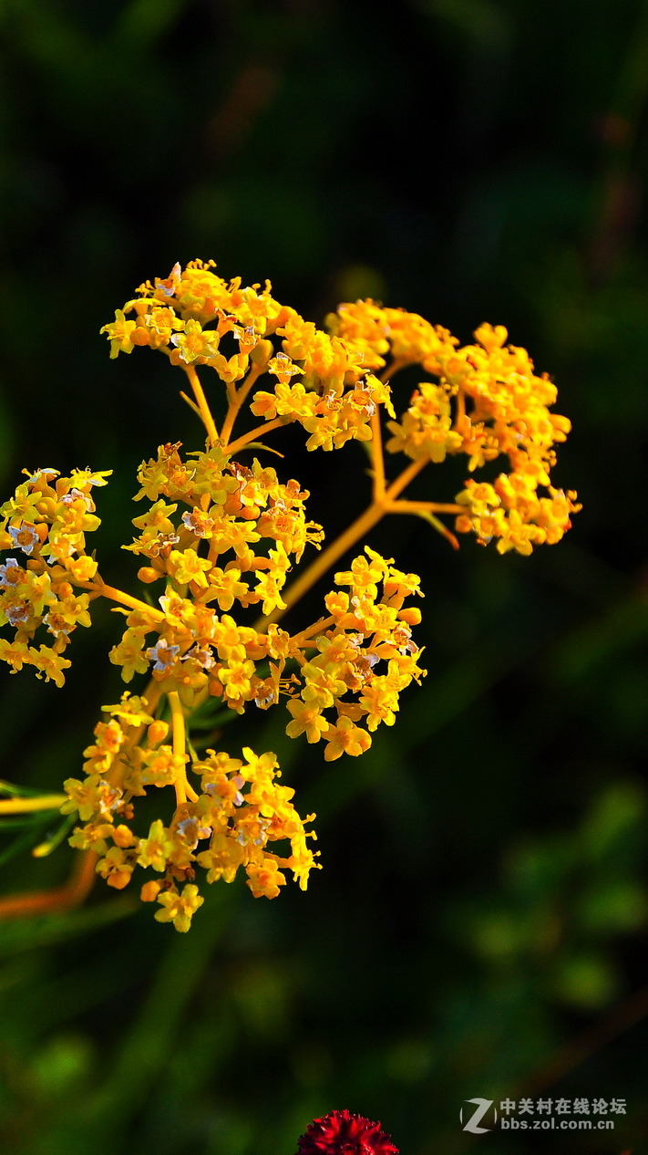 #P8max壁纸征集#+蔚然大草原