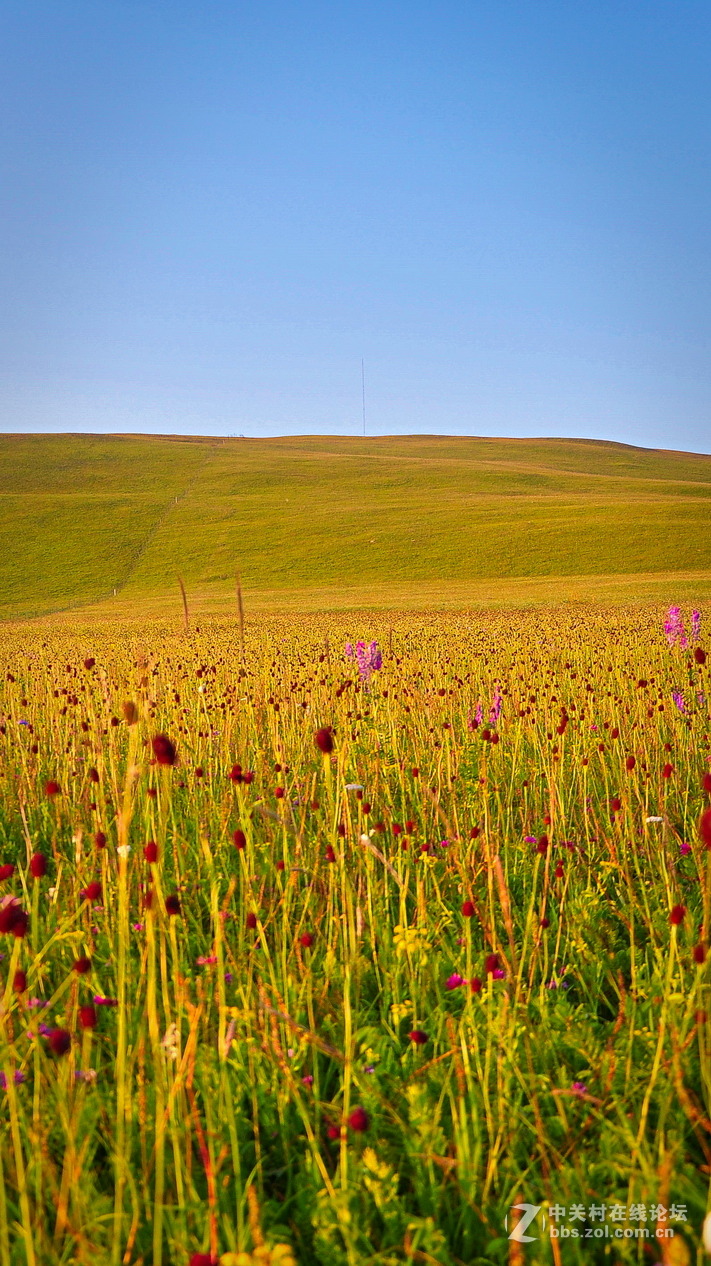 #P8max壁纸征集#+蔚然大草原