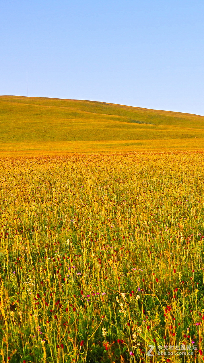 #P8max壁纸征集#+蔚然大草原
