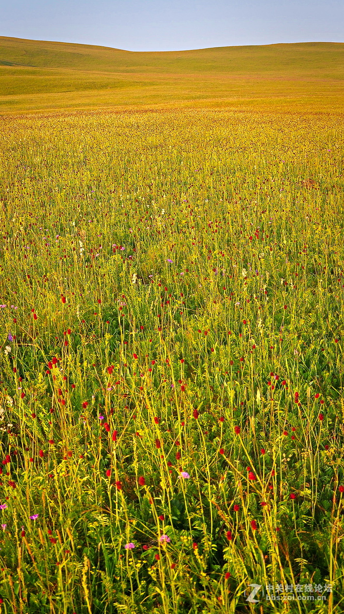 #P8max壁纸征集#+蔚然大草原