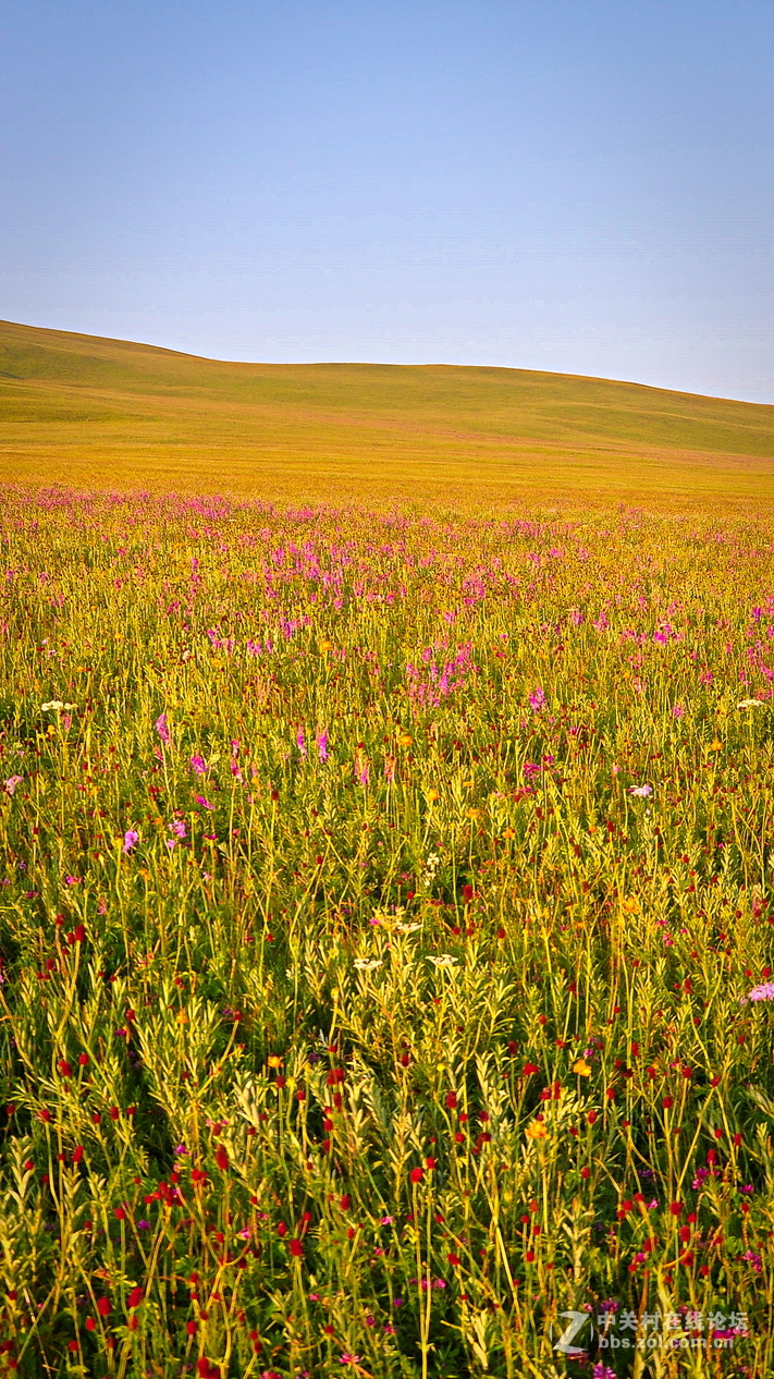 #P8max壁纸征集#+蔚然大草原