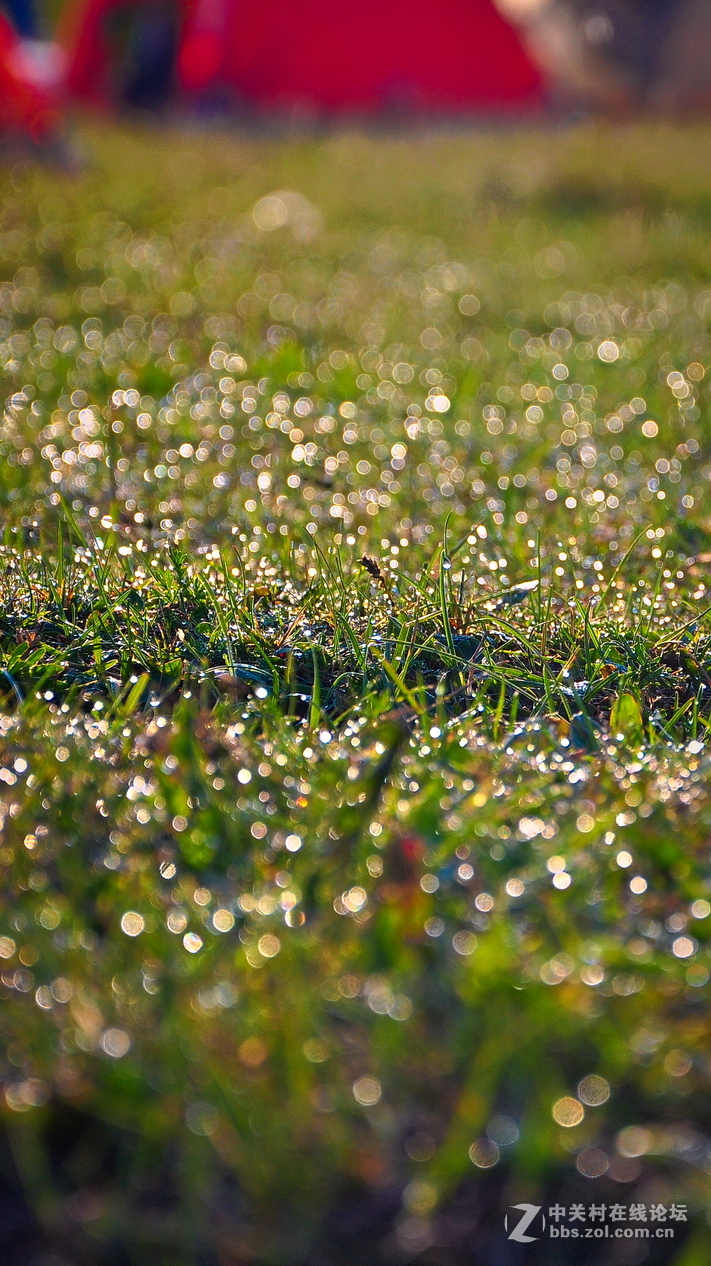 #P8max壁纸征集#+蔚然大草原