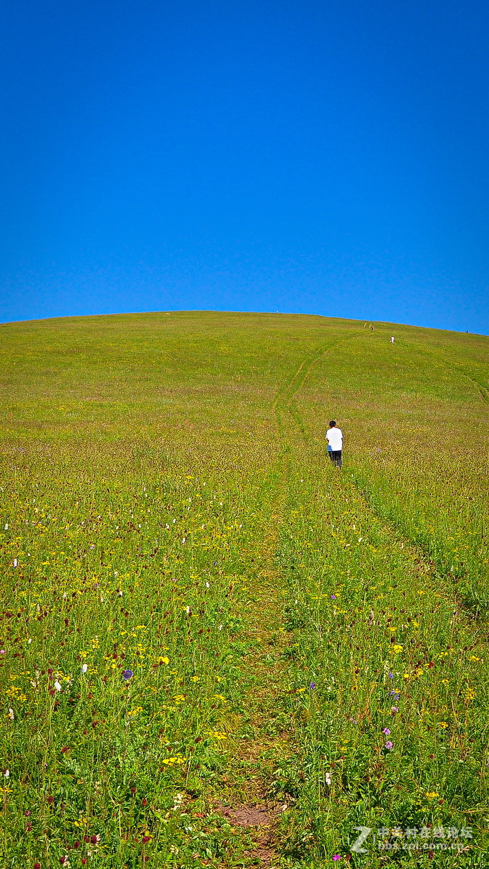 #P8max壁纸征集#+蔚然大草原