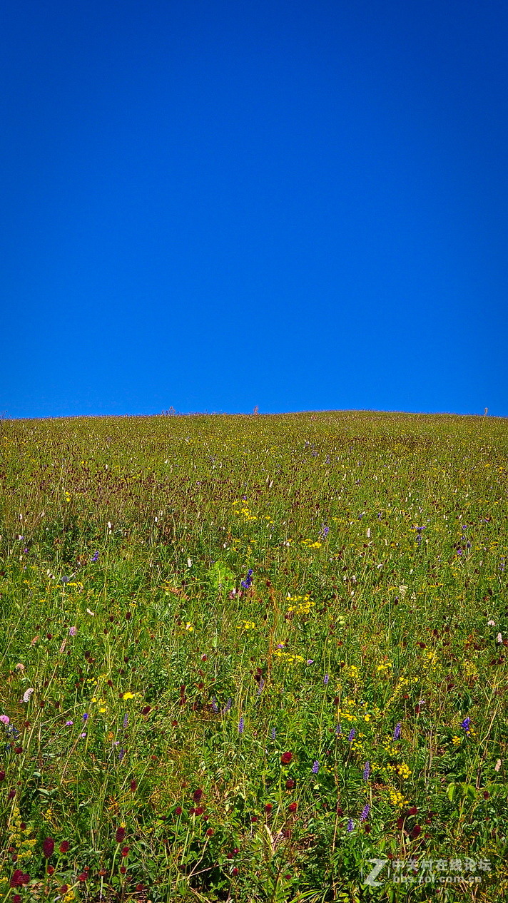 #P8max壁纸征集#+蔚然大草原