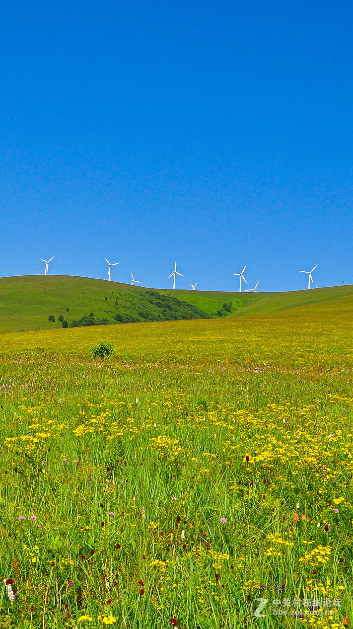 #P8max壁纸征集#+蔚然大草原