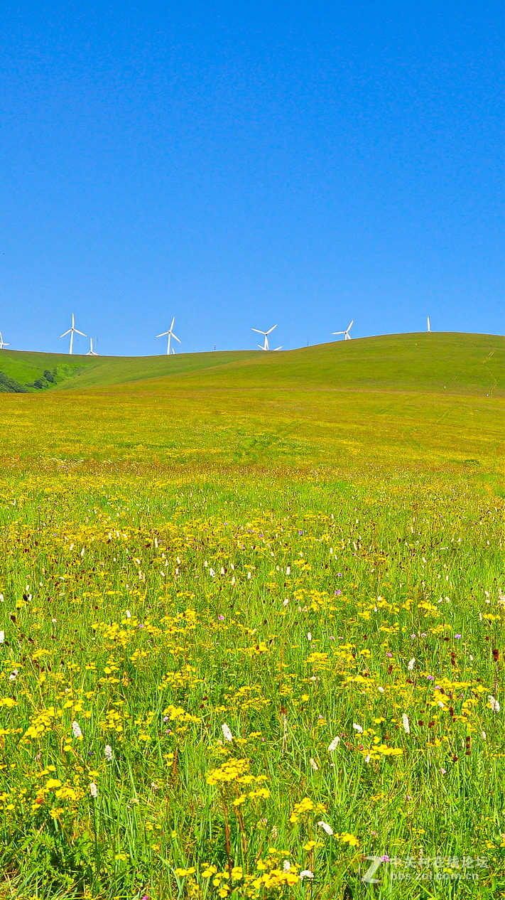 #P8max壁纸征集#+蔚然大草原