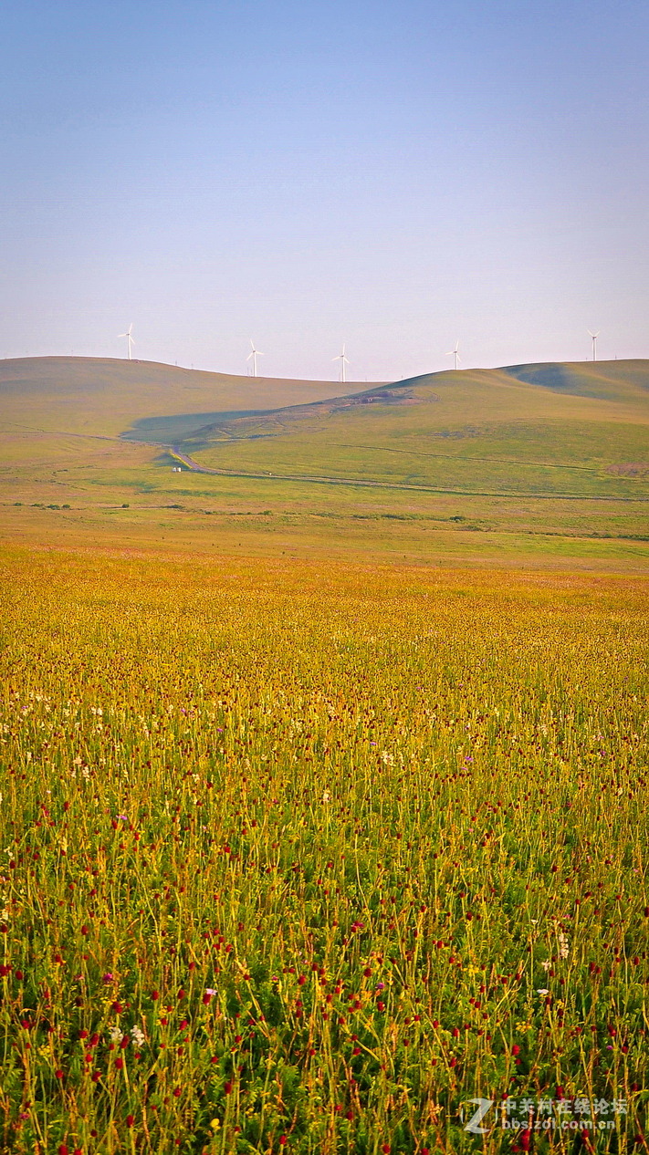 #P8max壁纸征集#+蔚然大草原