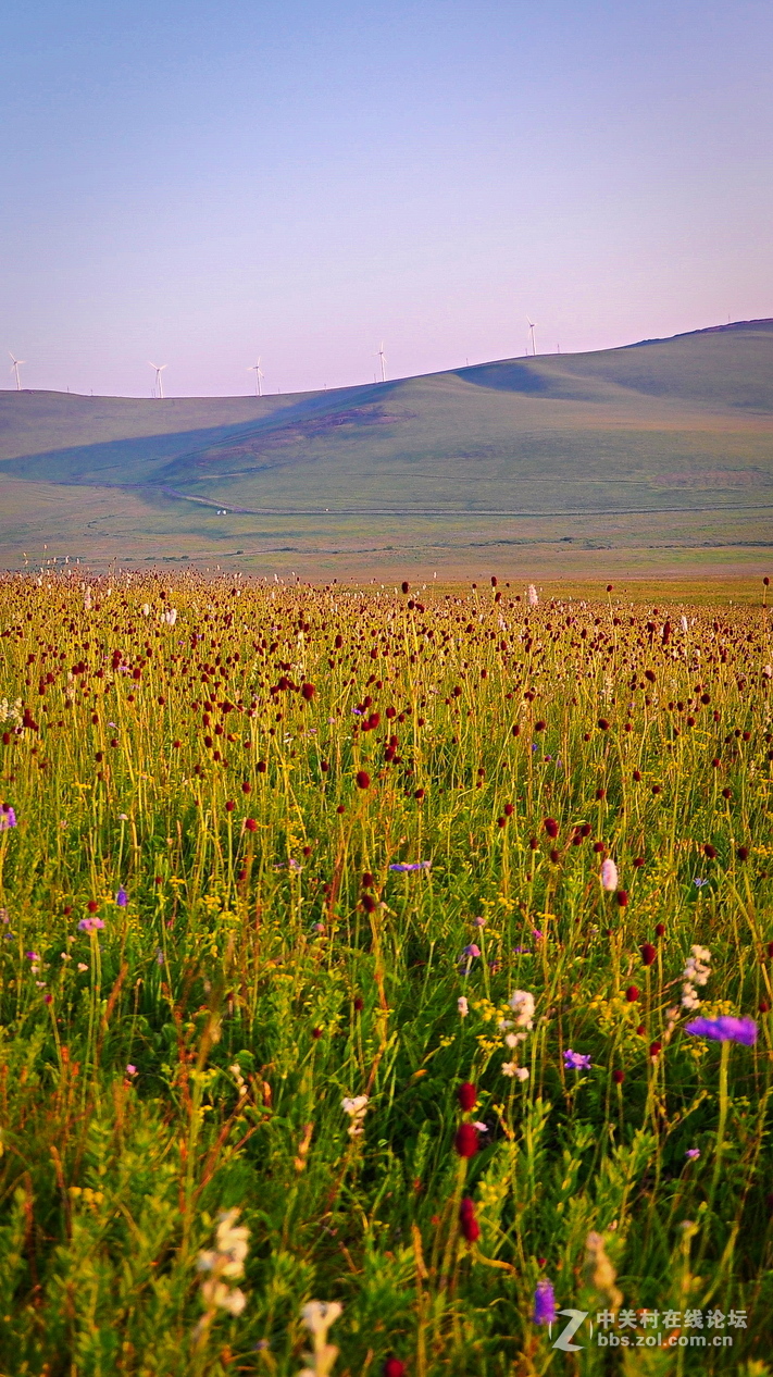 #P8max壁纸征集#+蔚然大草原
