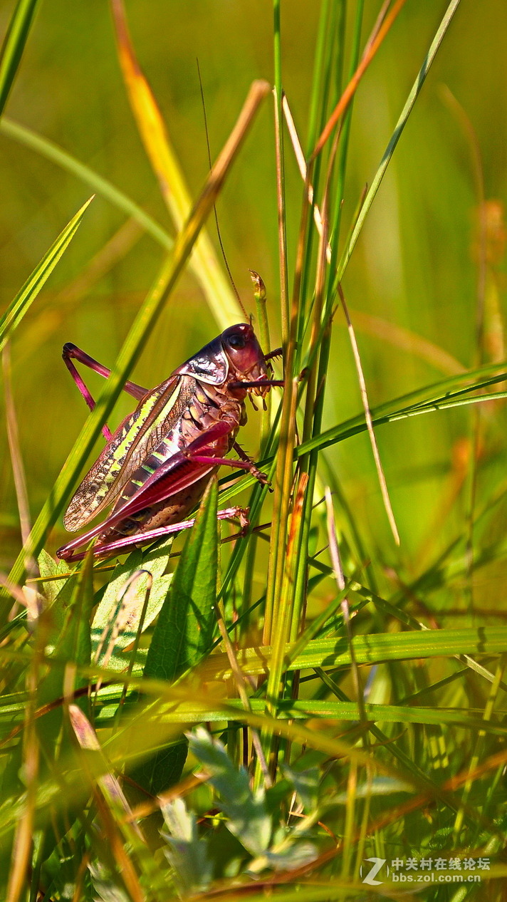 #P8max壁纸征集#+蔚然大草原