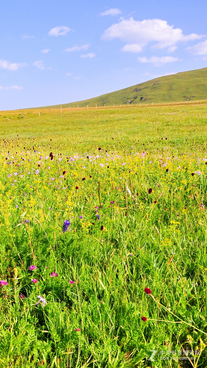 #P8max壁纸征集#+蔚然大草原