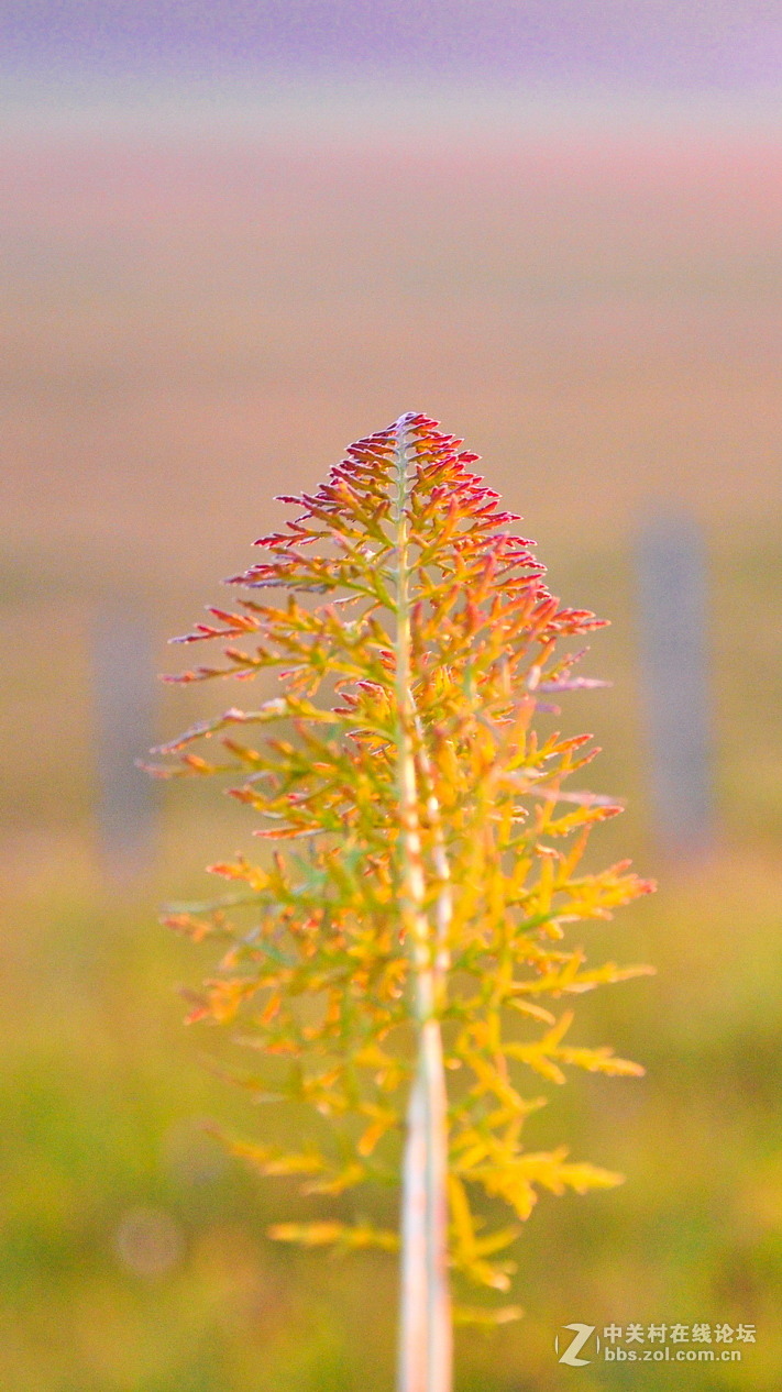 #P8max壁纸征集#+蔚然大草原