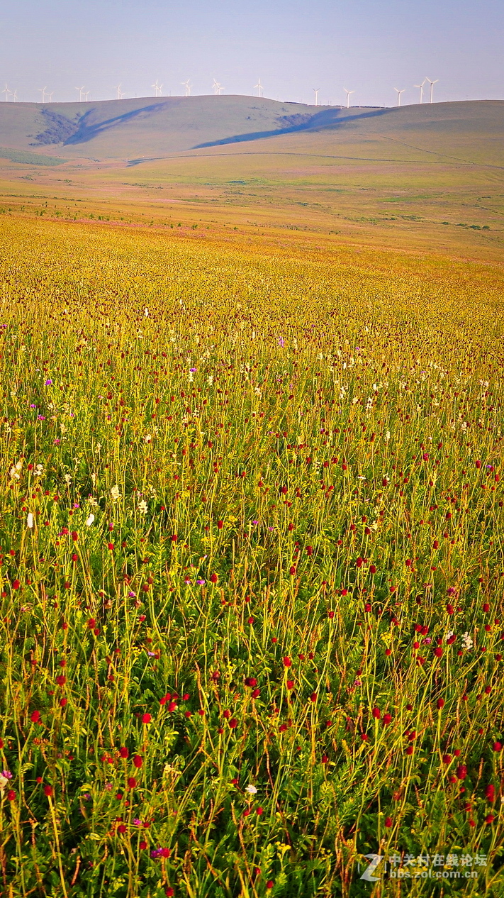 #P8max壁纸征集#+蔚然大草原