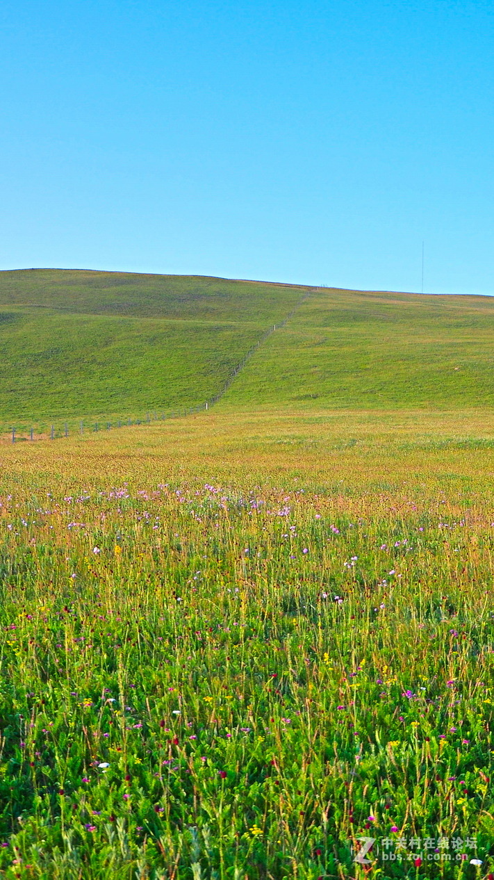 #P8max壁纸征集#+蔚然大草原