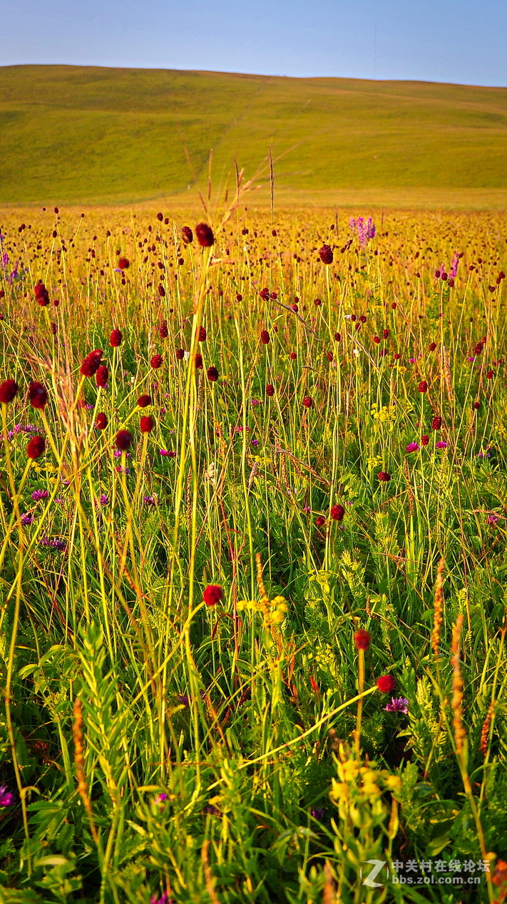 #P8max壁纸征集#+蔚然大草原