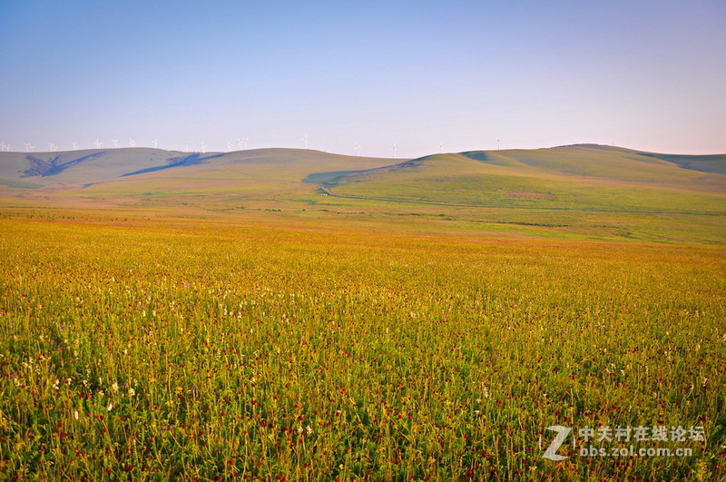 #P8max壁纸征集#+蔚然大草原