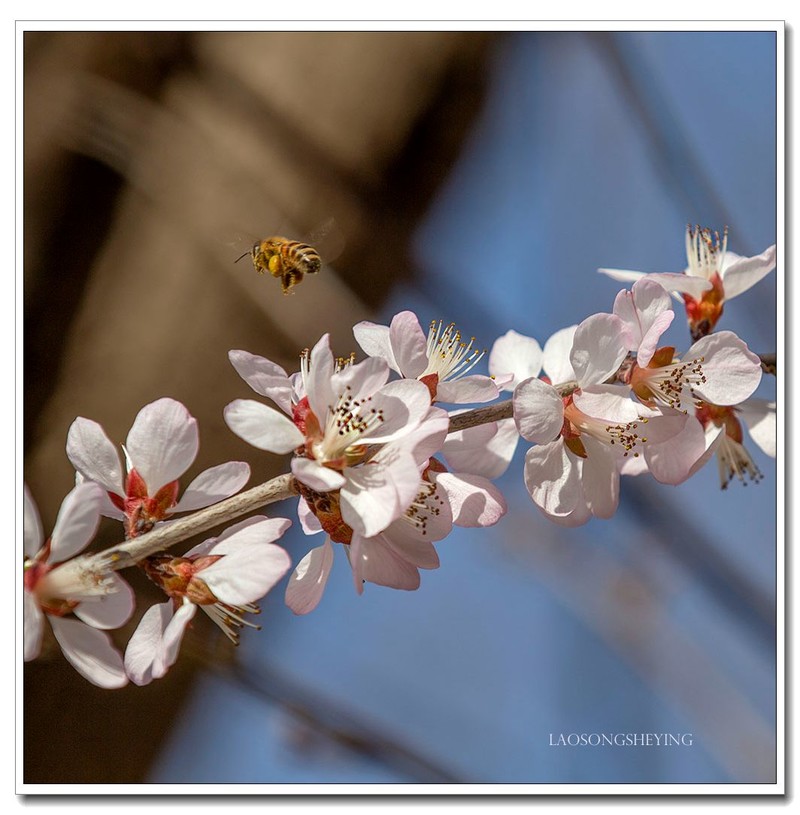山桃，蜜蜂（2020）