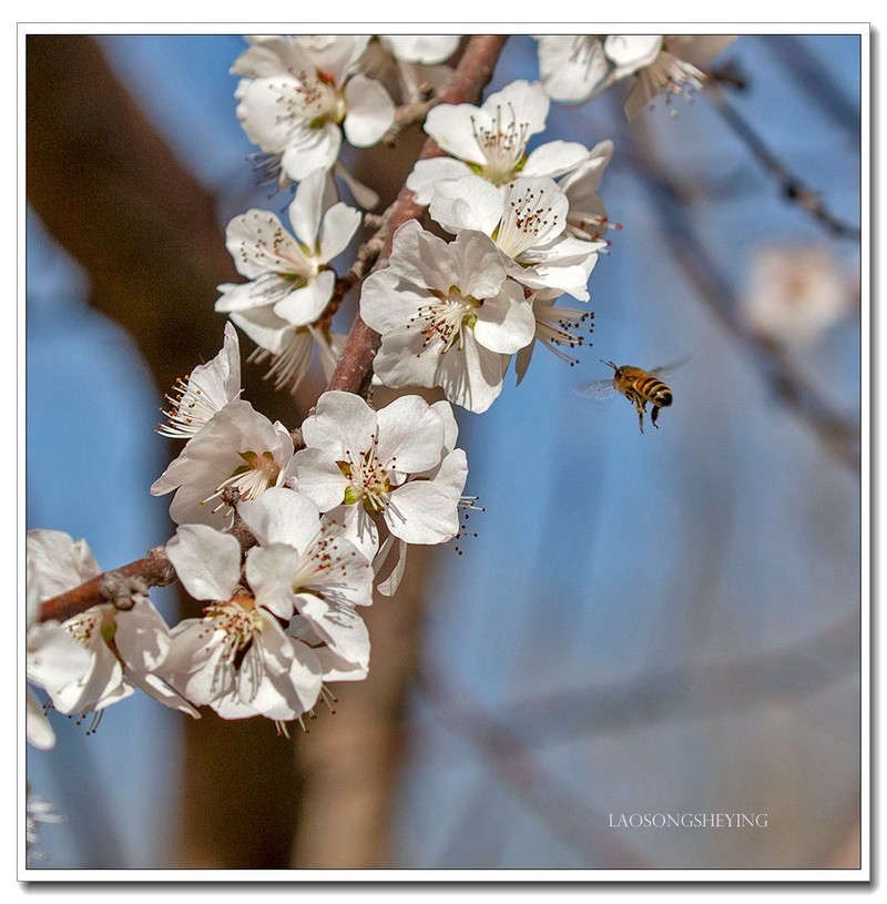 山桃，蜜蜂（2020）