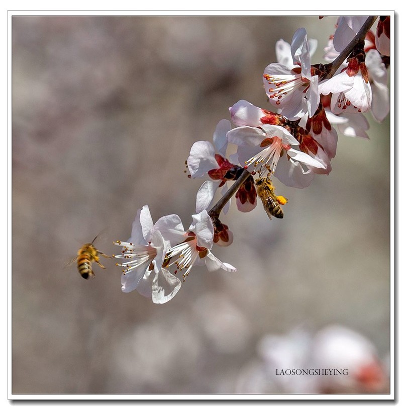 山桃，蜜蜂（2020）