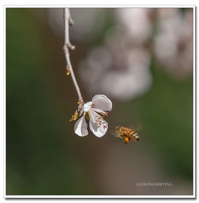 山桃，蜜蜂（2020）