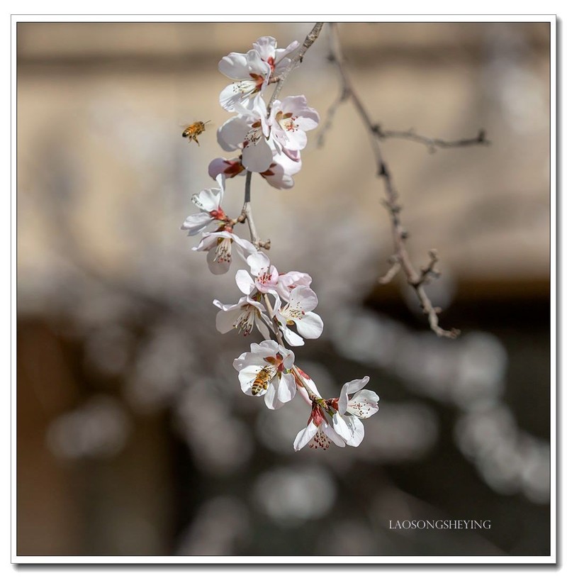 山桃，蜜蜂（2020）