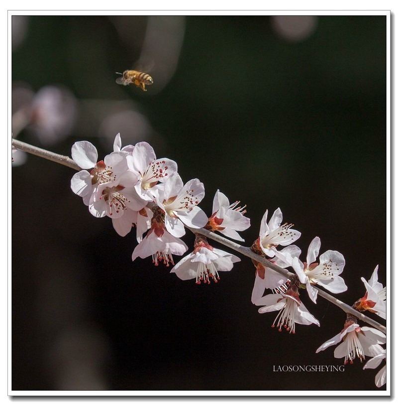 山桃，蜜蜂（2020）