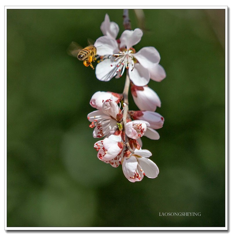 山桃，蜜蜂（2020）