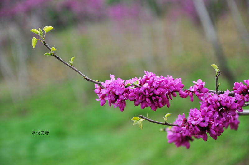 又是一年清明时，带上作品回家看看