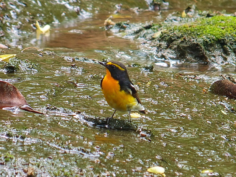 黄眉姬鹟想洗澡下