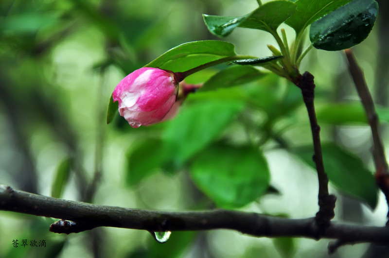 又是一年清明时，带上作品回家看看