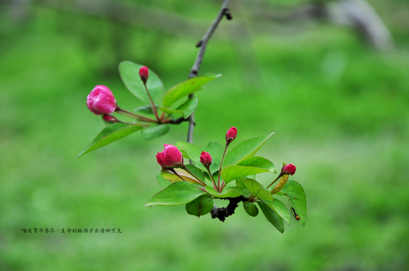 又是一年清明时，带上作品回家看看