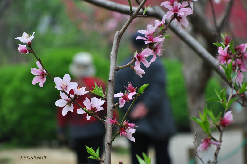 又是一年清明时，带上作品回家看看