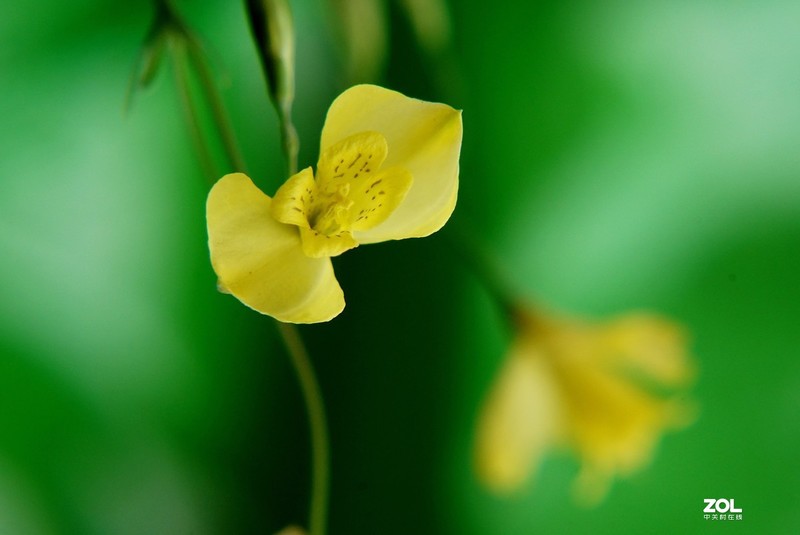 #版主坐堂# 2020年5月份微距星空(中国)优秀作品汇编