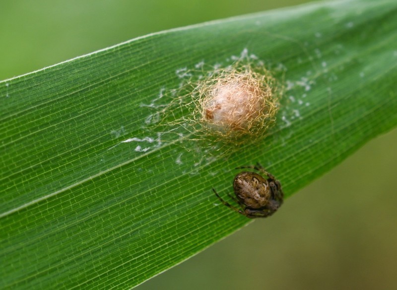 #版主坐堂# 2020年5月份微距星空(中国)优秀作品汇编