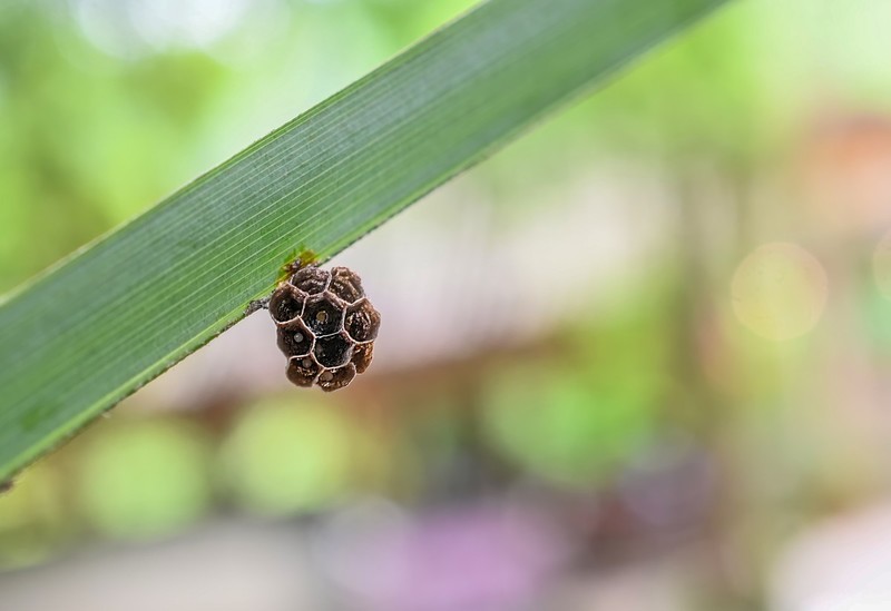 #版主坐堂# 2020年5月份微距星空(中国)优秀作品汇编