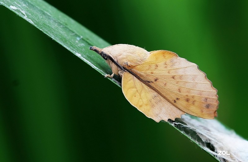 #版主坐堂# 2020年5月份微距星空(中国)优秀作品汇编