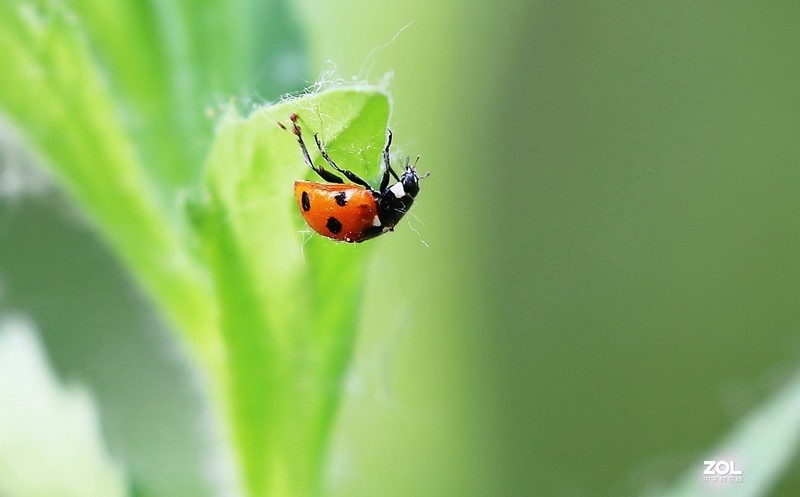 #版主坐堂# 2020年5月份微距星空(中国)优秀作品汇编