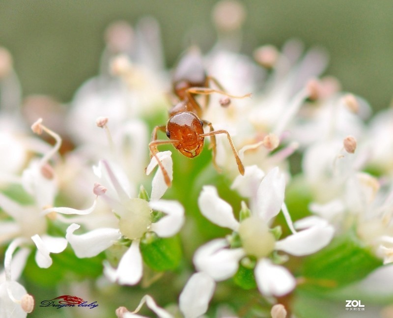 #版主坐堂# 2020年5月份微距星空(中国)优秀作品汇编