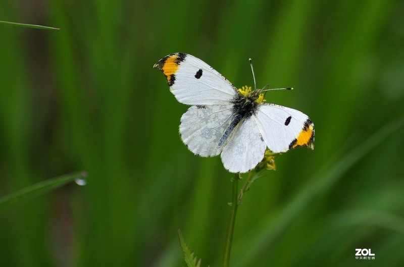 #版主坐堂# 2020年5月份微距星空(中国)优秀作品汇编