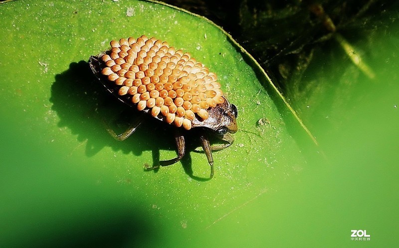#版主坐堂# 2020年5月份微距星空(中国)优秀作品汇编