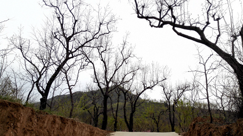 【超详细】荣耀6遇到小米4 说说手机拍照那点事