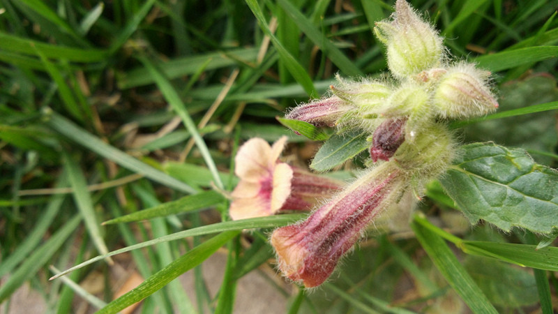 【超详细】荣耀6遇到小米4 说说手机拍照那点事