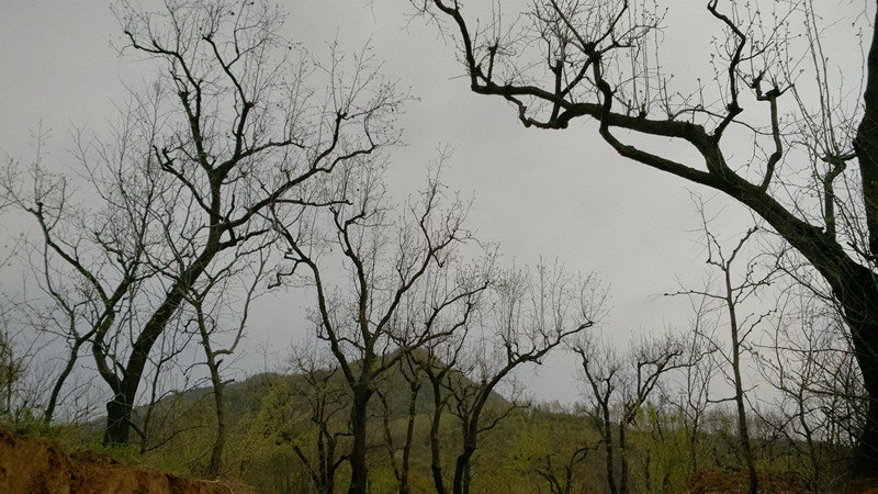 【超详细】荣耀6遇到小米4 说说手机拍照那点事