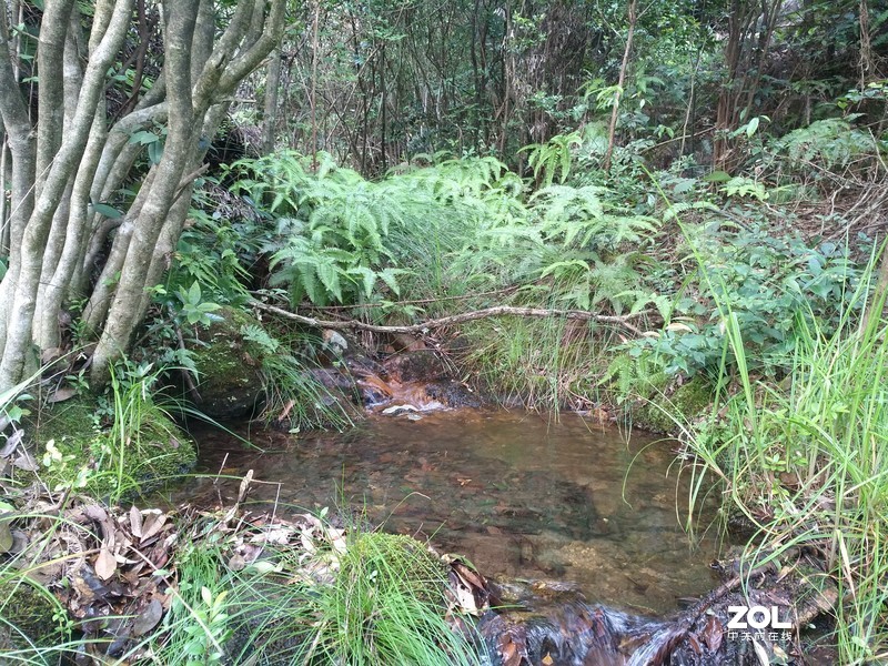 手机实拍 奉化王家桃园的奉化水蜜桃