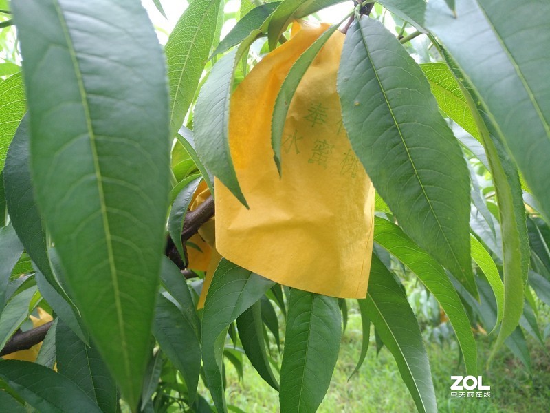 手机实拍 奉化王家桃园的奉化水蜜桃