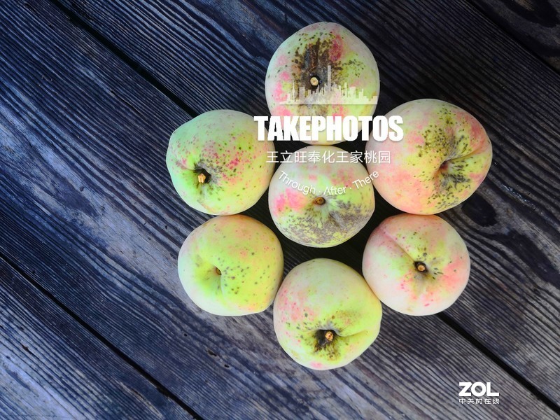手机实拍 奉化王家桃园的奉化水蜜桃