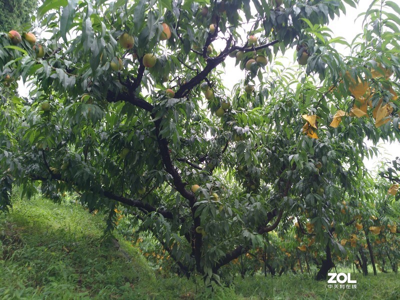 手机实拍 奉化王家桃园的奉化水蜜桃