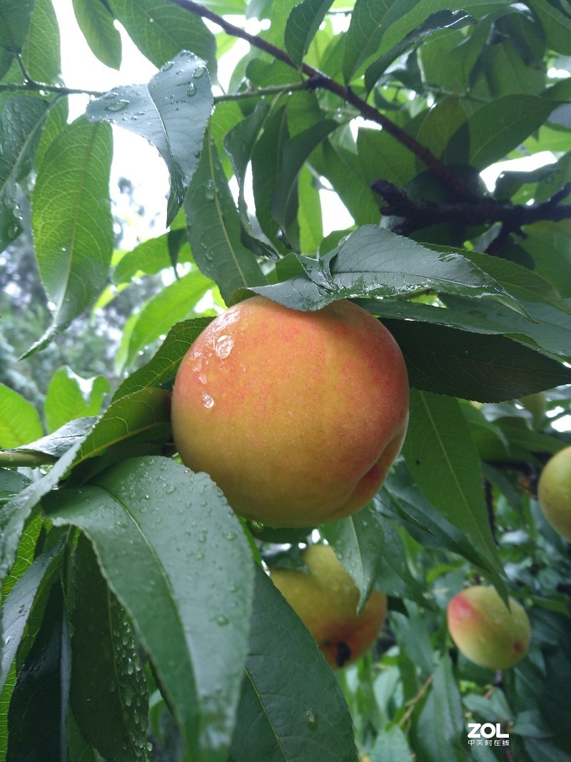 手机实拍 奉化王家桃园的奉化水蜜桃