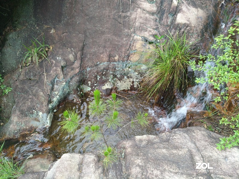 手机实拍 奉化王家桃园的奉化水蜜桃
