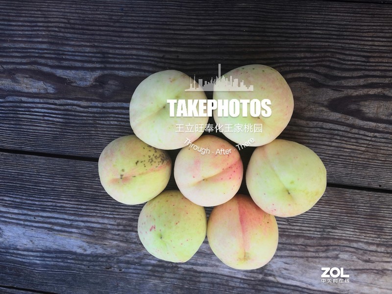 手机实拍 奉化王家桃园的奉化水蜜桃