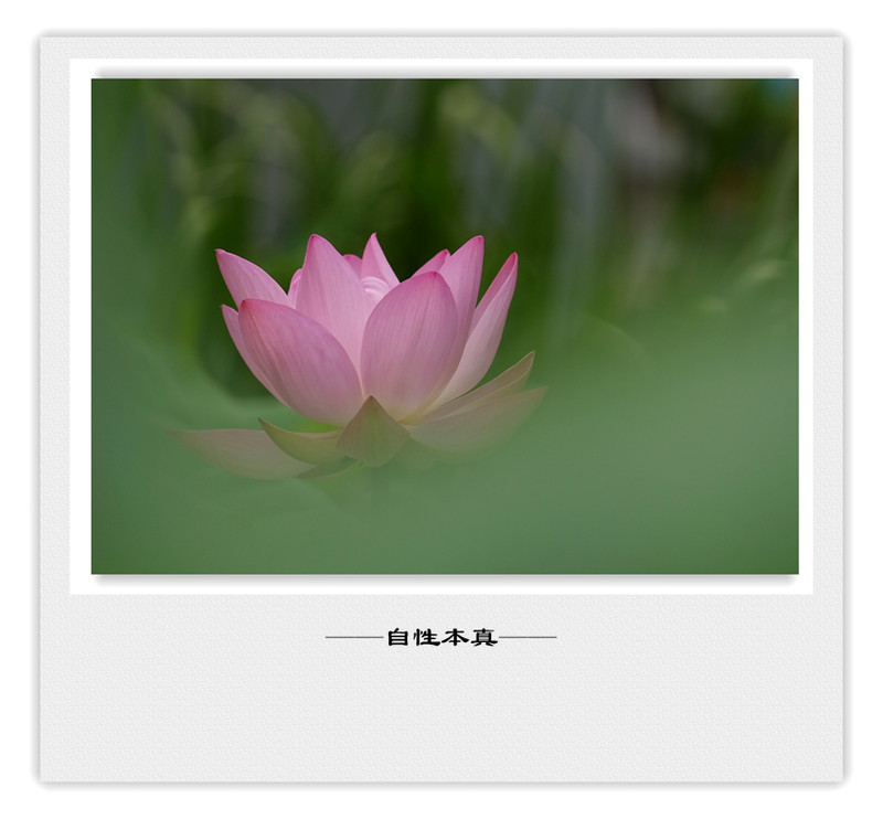荷莲赋之四——禅荷